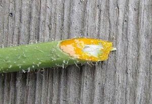 Pros and cons of removing warts with celandine juice.